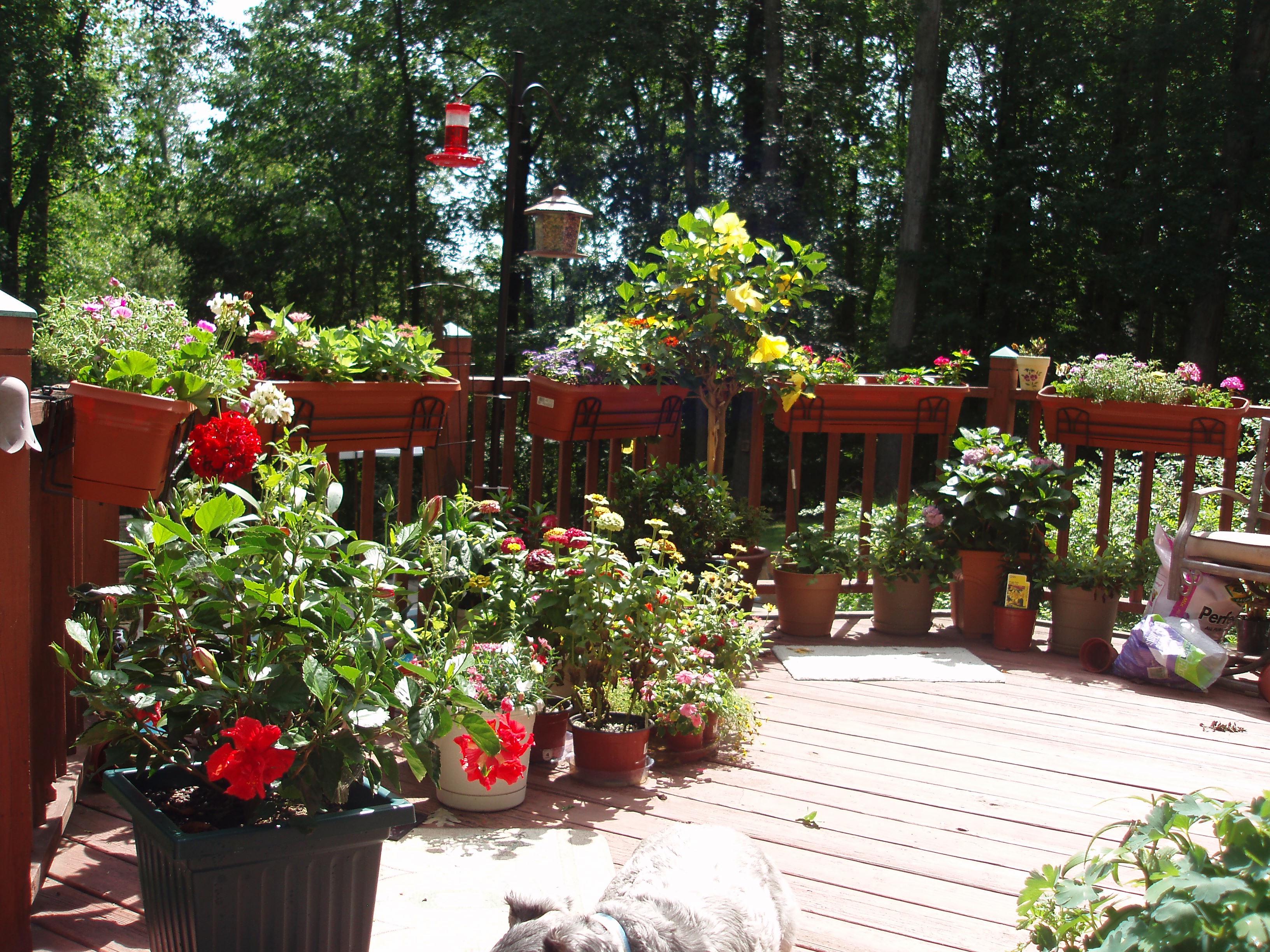 Container Gardening  Celebrate Urban Birds