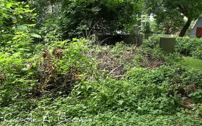 Brush Piles Help Wildlife in Your Ecosystem Garden