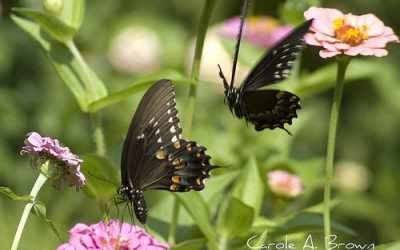 What Did Black Swallowtails Eat Before we Brought In Parsley, Dill, and Queen Anne’s Lace?