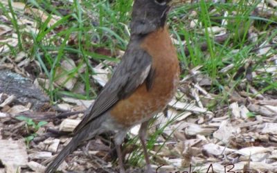 Who’s in Your Wildlife Garden? Learning to ID Birds by Song