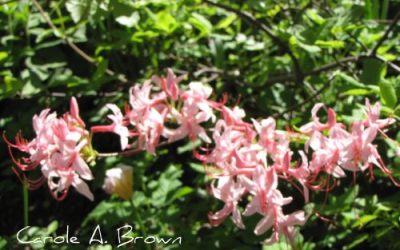 Native Plant Bloom Day: Flame Azalea