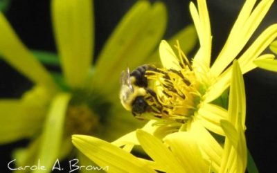 Pollinator Conservation in Your Ecosystem Garden