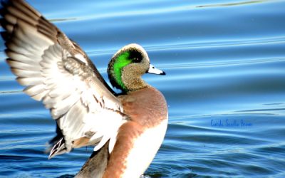 River Health and Your Ecosystem Garden