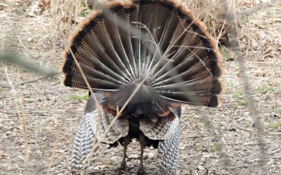 The Wild Turkey So Much More Than Thanksgiving Dinner