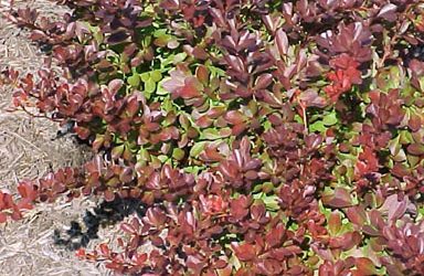 Japanese Barberry: A Threat to Public Health