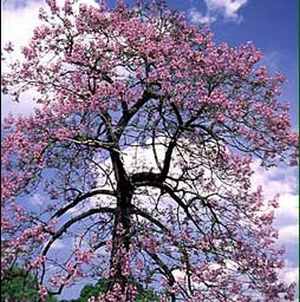 Paulownia Tree Could Become an Environmental Solution