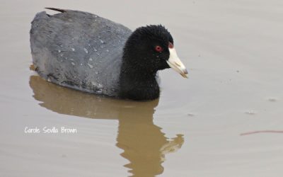 Early Spring Birds Blackwater NWR