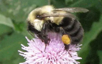 Dave Hunter on Attracting Native Bees