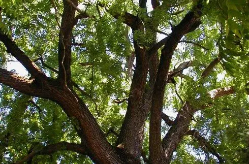 Cultivating Black Walnut Trees: A Complete Guide